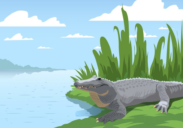 Gator Au Marécage – Telecharger Vectoriel Gratuit, Clipart pour Mots Gator