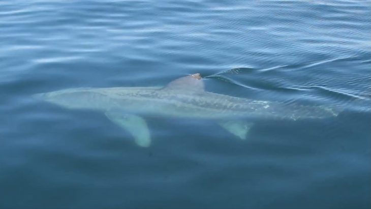 Geants Du Profondeur – Requins avec Requin Souris