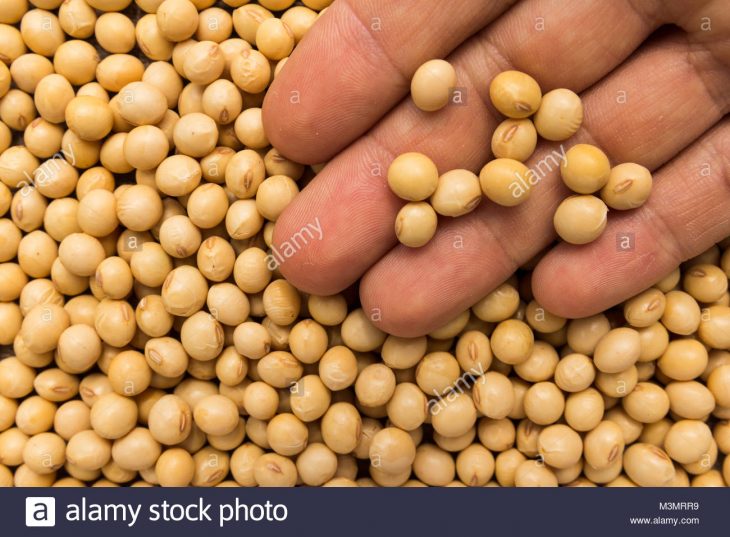 Glycine Max Is Scientific Name Of Soybean Legume. Also Known intérieur Nom De Legume