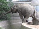 Gottfried, L'éléphant Qui Barrit Sur Le Morceau « Bad tout Barrissement Elephant
