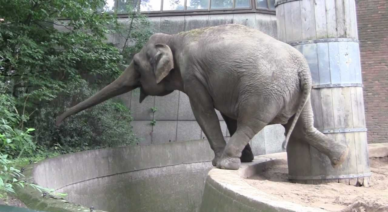 Gottfried, L'éléphant Qui Barrit Sur Le Morceau « Bad tout Barrissement Elephant