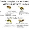 Guide Complet Sur Les Insectes Volants À Rayures Jaunes destiné Imagier Insectes