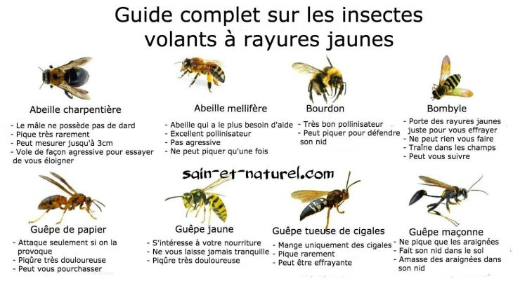 Guide Complet Sur Les Insectes Volants À Rayures Jaunes destiné Imagier Insectes