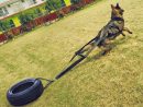 Harnais Traction Chien Sport Canin | Harnais Chien, Chien concernant Chien Qui Fait De La Luge