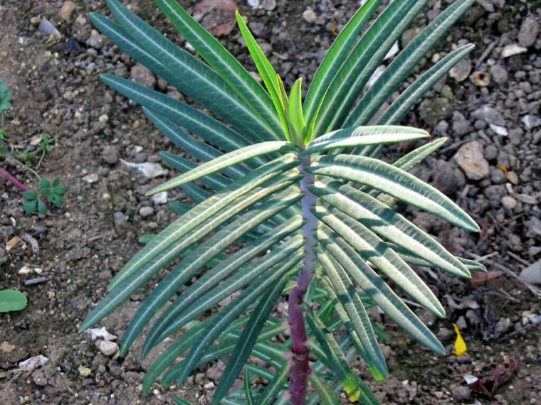 Herbe À Taupe : Planter Et Entretenir – Ooreka à Arbre A Taupe