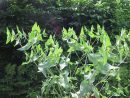 Herbe À Taupe : Planter Et Entretenir – Ooreka avec Arbre A Taupe