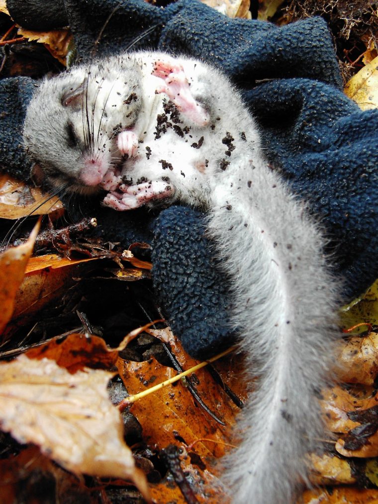 Hibernation — Wikipédia destiné Animaux Qui Hivernent