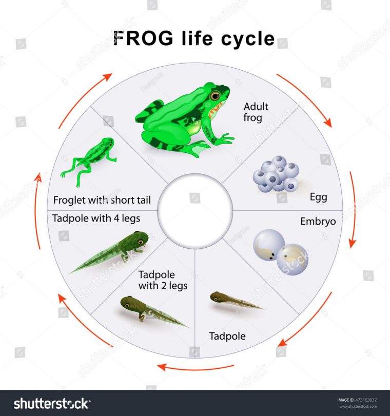 Image Vectorielle De Stock De Cycle De Vie De La Grenouille avec Le Cycle De Vie De La Grenouille