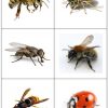Images Classifiées - Insectes Et Petites Bêtes (Loustics avec Imagier Insectes