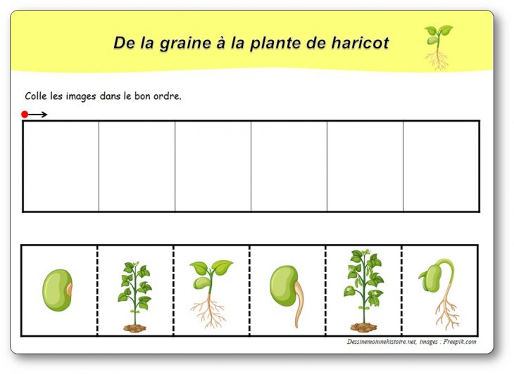 Images Séquentielles : De La Graine À La Plante De Haricot encequiconcerne Images Séquentielles À Imprimer