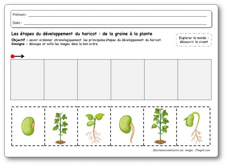 Images Séquentielles : De La Graine À La Plante De Haricot tout Images Séquentielles À Imprimer