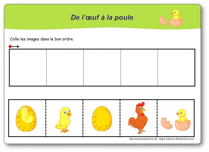 Images Séquentielles : De L'œuf À La Poule – intérieur Images Séquentielles À Imprimer