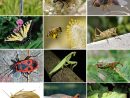 Insecte — Wikipédia avec Animaux Ovipares Liste