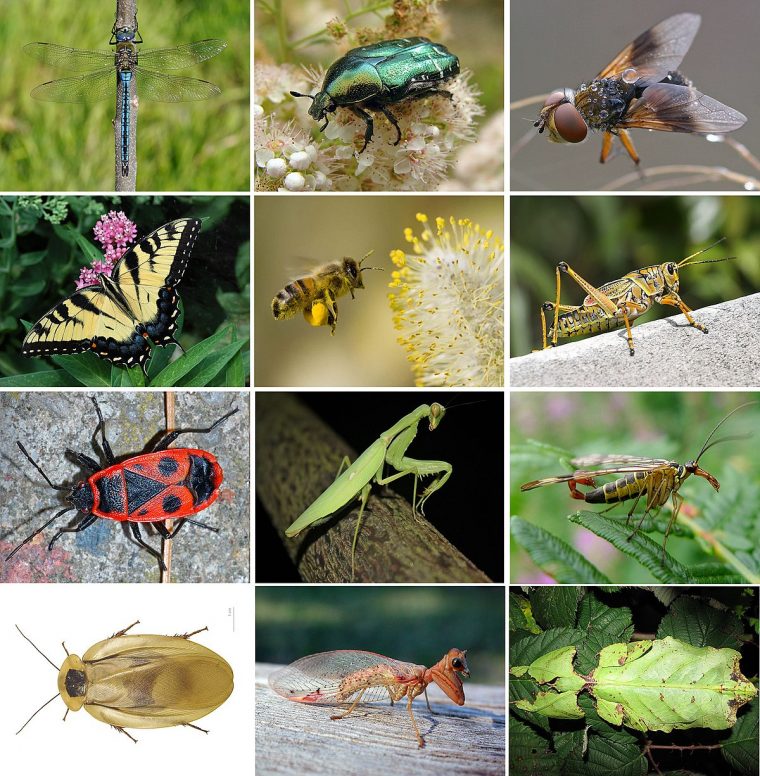 Insecte — Wikipédia avec Animaux Ovipares Liste