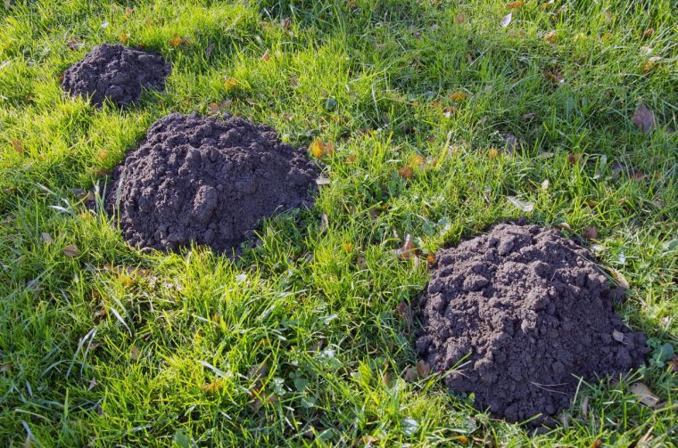 Installer Un Piège À Taupe serapportantà Arbre A Taupe