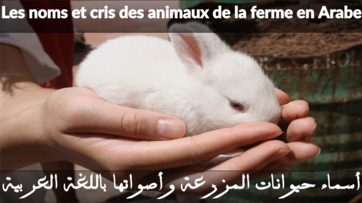 J'apprend Les Animaux De La Ferme Et Leurs Cris En Arabe Pour Bébé, Les  Noms Des Animaux En Arabe, L à Bruit Des Animaux De La Ferme