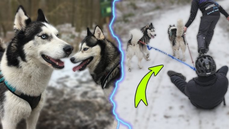 Je Tente La Luge Tirée Par Kenny Et Hinouck Les Huskys À La Neige ! à Chien Qui Fait De La Luge