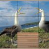 Jeux De Puzzle Oiseaux Gratuit Pour Android - Téléchargez L'apk avec Jeux De Oiseau Gratuit