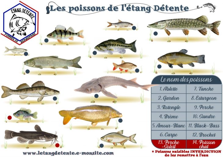 Jeux Enfants Découvrir Les Poissons pour Jeux Du Poisson