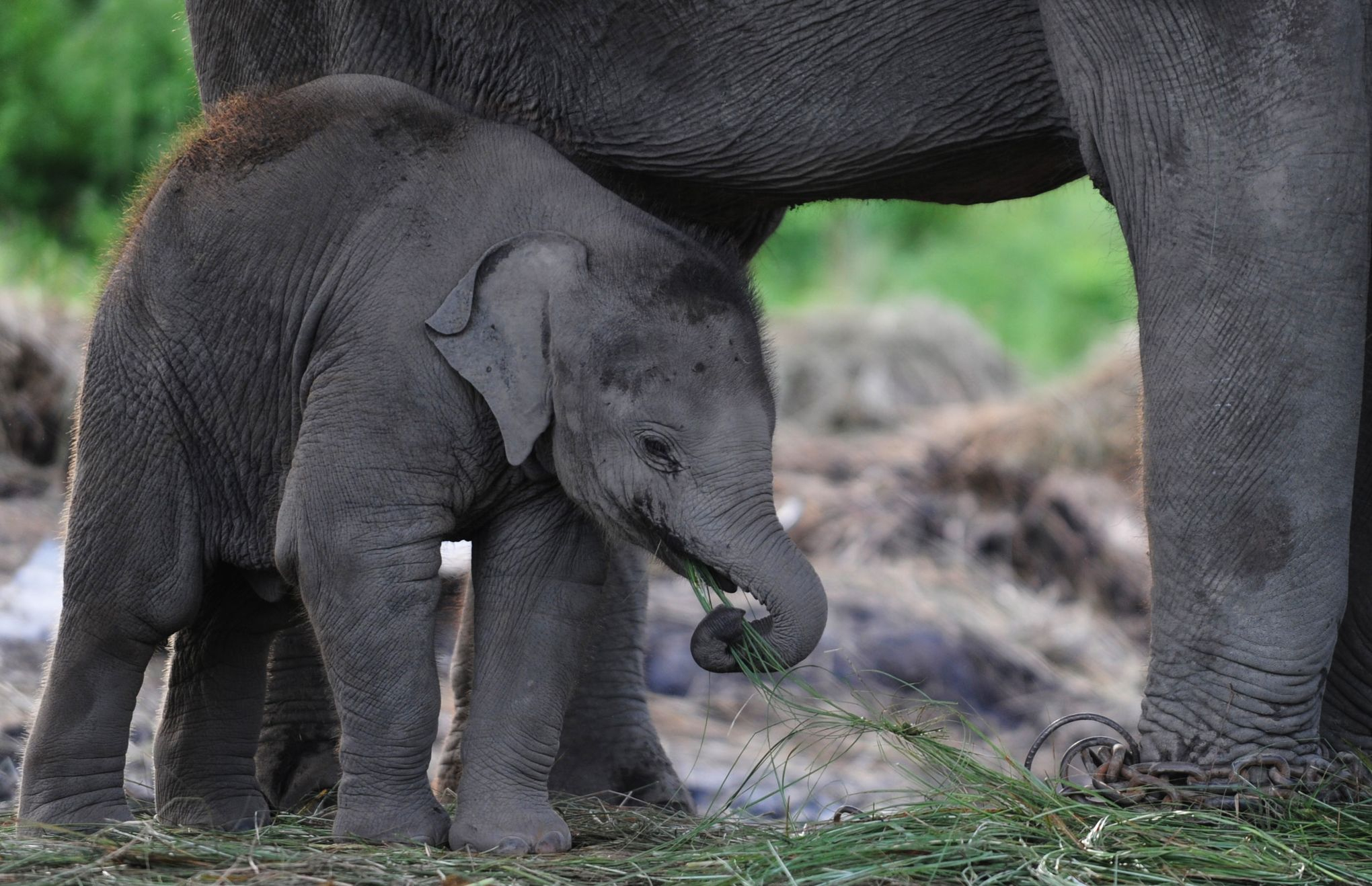 Journée De L'éléphant: Ce Que Vous Ignorez Sur Le Nom Du Pachyderme serapportantà Femelle De L Éléphant Nom