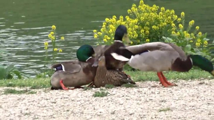 La Cane – La Roche De Glun (26) destiné Canard Canne