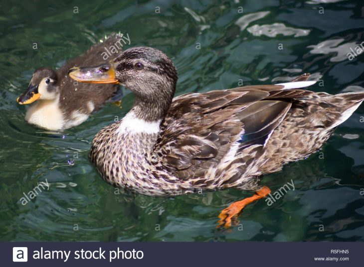 La Canne À Sucre Et De Petit Canard Sur Un Lac De Garde pour Canard Canne