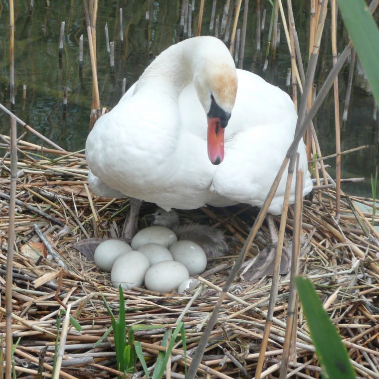 La Reproduction Animale | Sciencejunior.fr tout Animaux Ovipares Liste