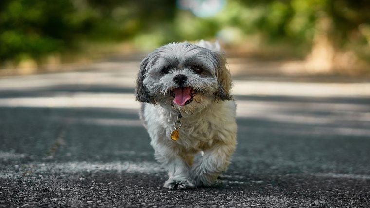 La Salive Des Chats Et Des Chiens Peut Être Mortelle Pour L serapportantà Chien Qui Fait De La Luge