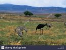 La Tanzanie, Le Cratère Du Ngorongoro, L'autruche, Mâle concernant Male De L Autruche