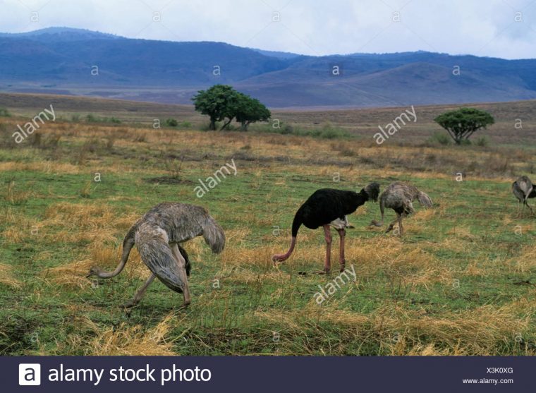 La Tanzanie, Le Cratère Du Ngorongoro, L'autruche, Mâle concernant Male De L Autruche