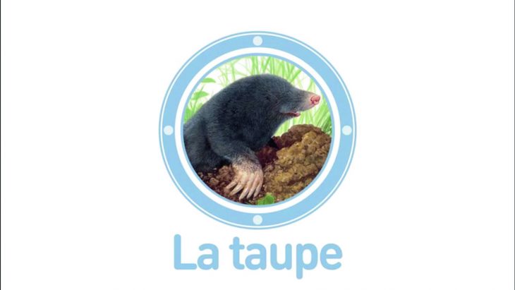 La Taupe – Animaux À La Loupe encequiconcerne La Taupe Chanson