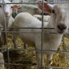 L'agneau, Une Industrie Qui Rêve D'être Aussi Grosse Que Le encequiconcerne Différence Entre Brebis Et Mouton