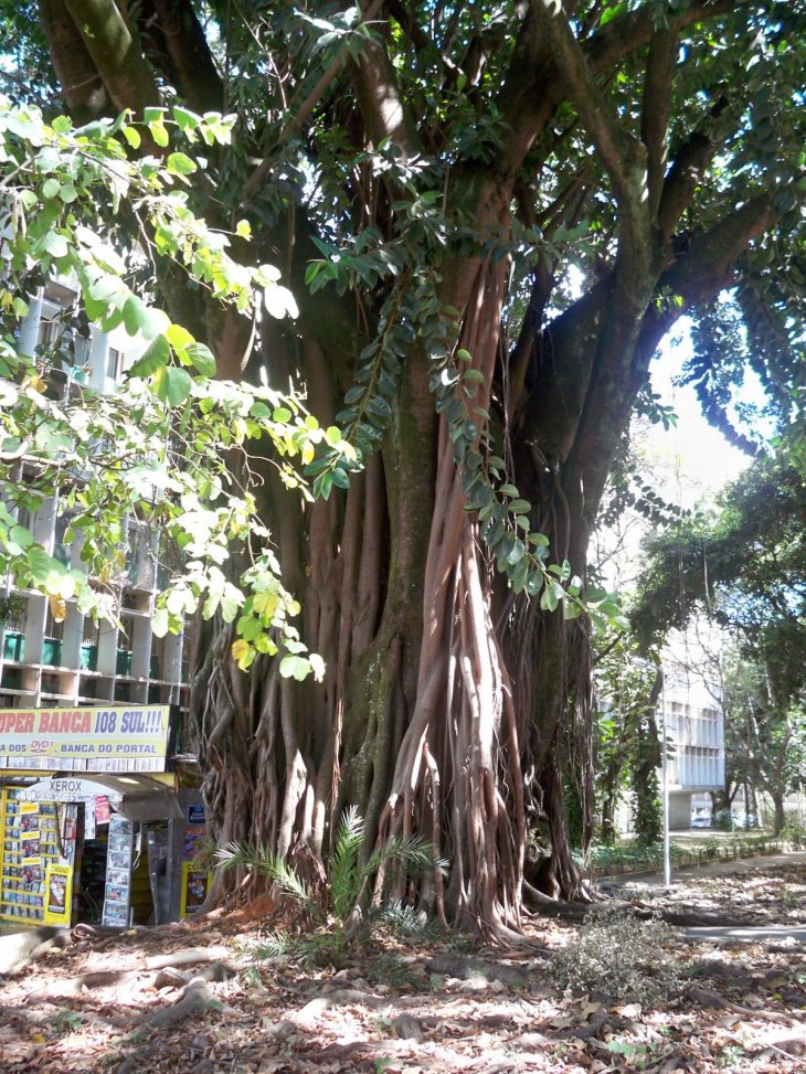 L'arbre Magique – Brasilia – La Bernerie En Retz serapportantà Arbre Magique Voiture Personnalisé