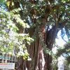 L'arbre Magique - Brasilia - La Bernerie En Retz tout Arbre Magique Voiture Personnalisé