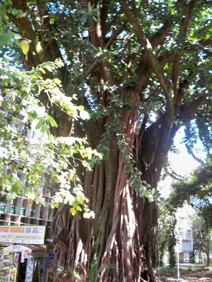 L'arbre Magique – Brasilia – La Bernerie En Retz tout Arbre Magique Voiture Personnalisé