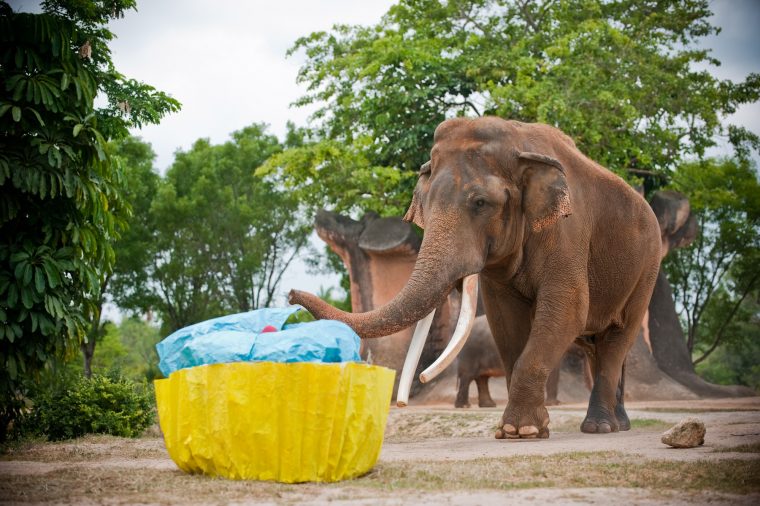 Le 50Ème Anniversaire De Dalip! | Destination Soleil destiné Femelle De L Éléphant Nom