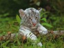 Le Bébé Tigre - Momes tout Coloriage Bébé Tigre