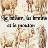 Le Bélier, La Brebis Et Le Mouton Ebooks By Henri Bachelin - Rakuten Kobo encequiconcerne Différence Entre Brebis Et Mouton