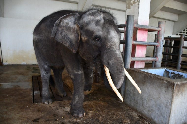 Le Calvaire De Cet Éléphant A Déclenché Une Vague D dedans Femelle De L Éléphant Nom