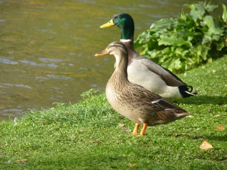 Le Canard Dit À La Cane – Pictozoom pour Canard Canne