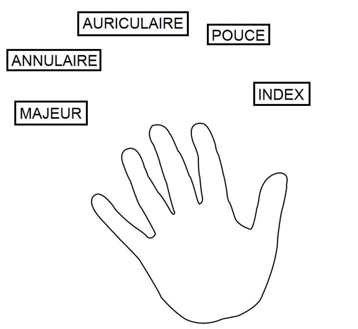 Le Corps Humain concernant Le Nom Des Doigts De La Main