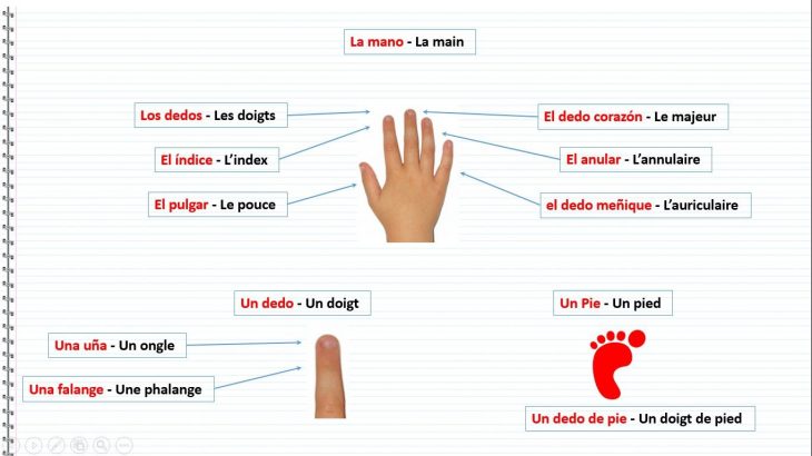 Le Corps Humain En Espagnol – La Mano, La Main, Los Dedos tout Le Nom Des Doigts De La Main