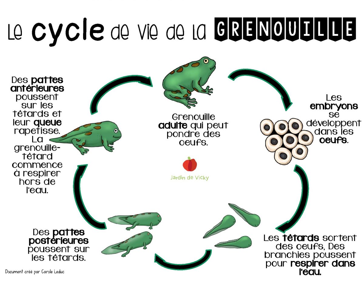 Le Cycle De Vie De La Grenouille | Jardin De Vicky avec Le Cycle De Vie ...