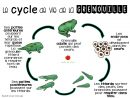Le Cycle De Vie De La Grenouille | Jardin De Vicky avec Le Cycle De Vie De La Grenouille