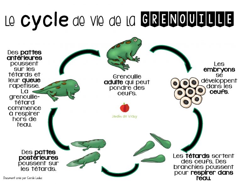 Le Cycle De Vie De La Grenouille | Jardin De Vicky avec Le Cycle De Vie De La Grenouille