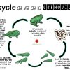 Le Cycle De Vie De La Grenouille | Jardin De Vicky intérieur Cycle De Vie Grenouille