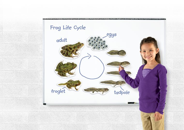 Le Cycle De Vie De La Grenouille K661737 – Frimaudeau Btoc tout Le Cycle De Vie De La Grenouille