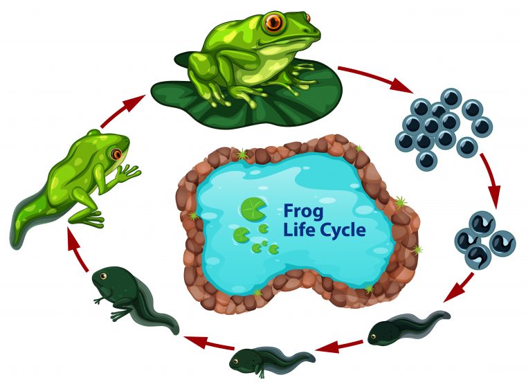 Le Cycle De Vie De La Grenouille – Telecharger Vectoriel intérieur Le Cycle De Vie De La Grenouille