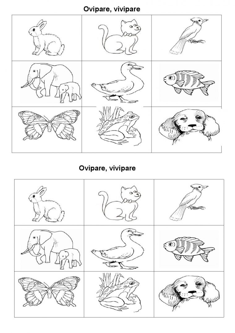 Le Cycle De Vie D'un Être Vivant, Ovipare, Vivipare, Cp, Ce1 à Animaux Ovipares Liste