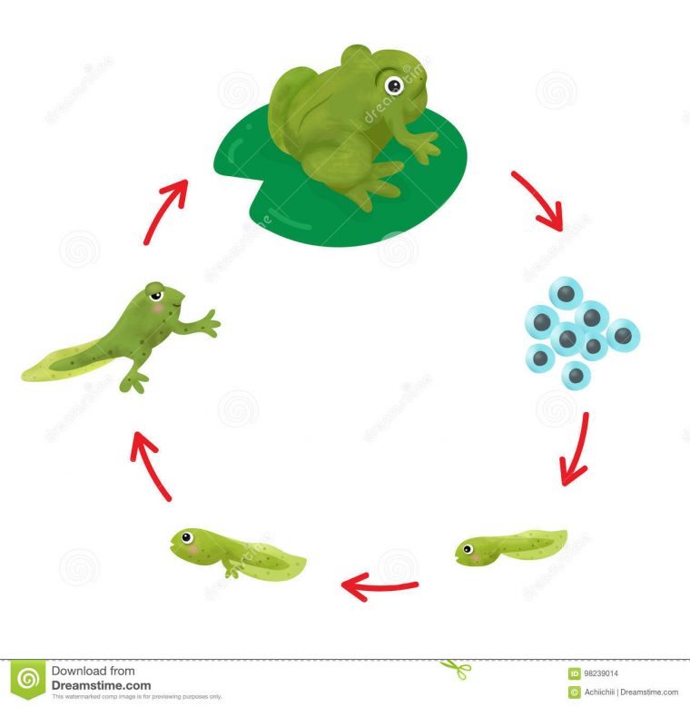 Le Cycle De Vie D'une Grenouille Illustration De Vecteur concernant Le Cycle De Vie De La Grenouille